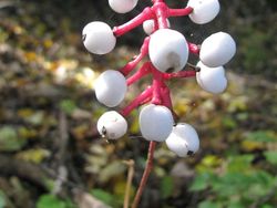 Tanaman Unik Ini Tampak Seram dan Menakutkan, Tapi Nyata!