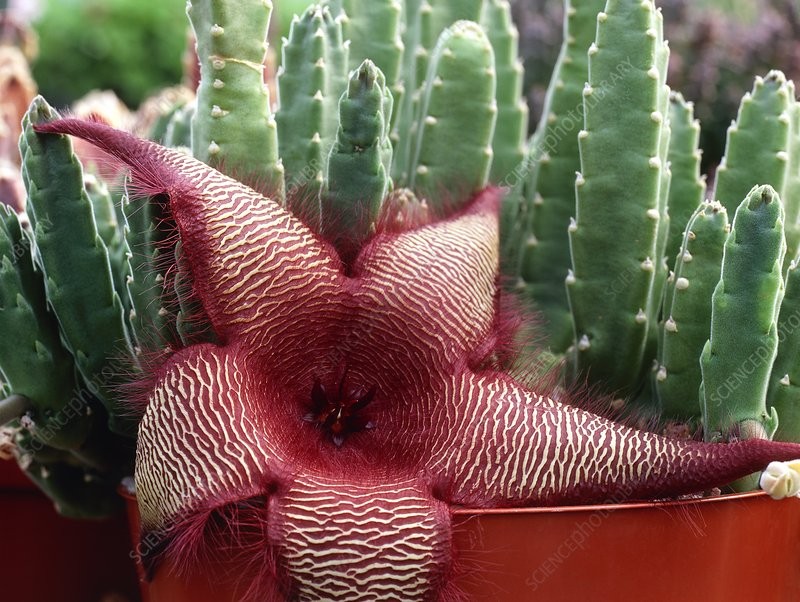 Foto Tanaman Unik dan Menyeramkan