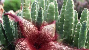 Carrion Flower (Stapelia Gigantea) Sukulen Afrika ini mengeluarkan bunga raksasa beraroma bangkai demi menarik lalat penyerbuk. Kelopak berbulu dan pola bintik-bintik membuatnya mirip daging busuk—indah tapi menipu. Foto: Boredpanda