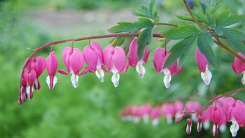 Bleeding Heart (Lamprocapnos Spectabilis) Tanaman asal Asia Timur ini menampilkan bunga berbentuk hati yang tampak “meneteskan darah.” Warna merah muda hingga putih memberi kesan romantis sekaligus tragis, simbol cinta abadi dan patah hati. Foto: Boredpanda  