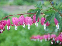 Tanaman Unik Ini Tampak Seram dan Menakutkan, Tapi Nyata!