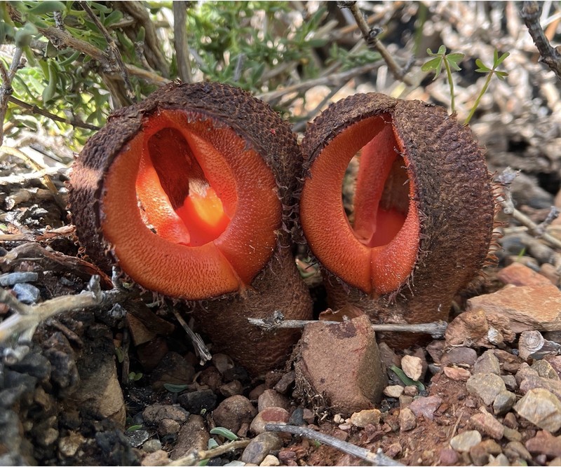 Foto Tanaman Unik dan Menyeramkan