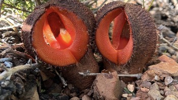 Hydnora (Hydnora Africana) Tanaman bawah tanah asal Afrika ini tak berdaun dan berbau busuk seperti daging busuk. Ia menjebak kumbang di dalam bunganya untuk proses penyerbukan. Wujudnya mirip alien dari film fiksi ilmiah. Foto: Boredpanda  