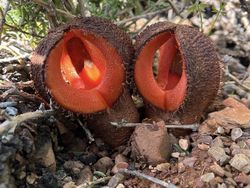 Tanaman Unik Ini Tampak Seram dan Menakutkan, Tapi Nyata!