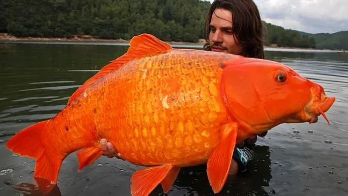 Ikan Mas Raksasa