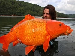 Buset! Ikan Mas Raksasa Ini Beratnya Setara Anak 10 Tahun