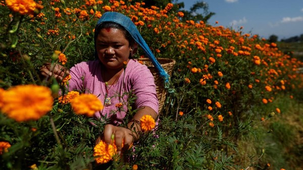 Kilau Oranye Marigold Sambut Festival Tihar di Nepal