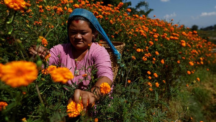 Kilau Oranye Marigold Sambut Festival Tihar di Nepal A farmer picks marigold flowers, used to make garlands and offer prayers, before selling them on a market for Tihar, a term used in Nepal for Diwali, the festivals coincide and share a few similarities, in Kathmandu, Nepal, October 19, 2025. REUTERS/Navesh Chitrakar
TPX IMAGES OF THE DAY
