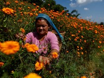 Kilau Oranye Marigold Sambut Festival Tihar di Nepal