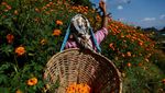 Kilau Oranye Marigold Sambut Festival Tihar di Nepal