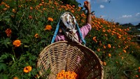 Perempuan Nepal memetik bunga marigold menjelang perayaan Tihar yang penuh warna dan doa. REUTERS/Navesh Chitrakar