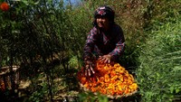 Keranjang berisi bunga marigold berwarna oranye terang siap dibawa ke pasar tradisional di Kathmandu untuk dijual sebagai bahan hiasan dan persembahan Tihar. REUTERS/Navesh Chitrakar
