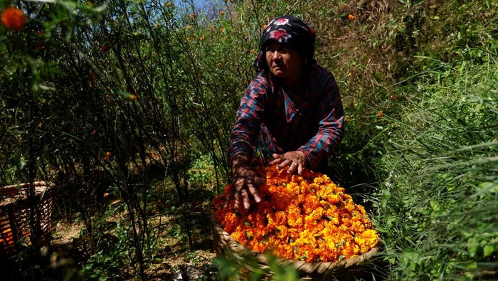 Kilau Oranye Marigold Sambut Festival Tihar di Nepal A farmer picks marigold flowers, used to make garlands and offer prayers, before selling them on a market for Tihar, a term used in Nepal for Diwali, the festivals coincide and share a few similarities, in Kathmandu, Nepal, October 19, 2025. REUTERS/Navesh Chitrakar
TPX IMAGES OF THE DAY