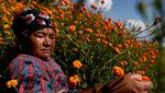 Kilau Oranye Marigold Sambut Festival Tihar di Nepal