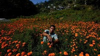 Seorang petani memetik bunga marigold yang bermekaran di ladangnya di pinggiran Kathmandu, Nepal, menjelang perayaan Tihar. REUTERS/Navesh Chitrakar