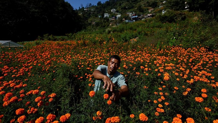 Kilau Oranye Marigold Sambut Festival Tihar di Nepal A farmer picks marigold flowers, used to make garlands and offer prayers, before selling them on a market for Tihar, a term used in Nepal for Diwali, the festivals coincide and share a few similarities, in Kathmandu, Nepal, October 19, 2025. REUTERS/Navesh Chitrakar⨠TPX IMAGES OF THE DAY