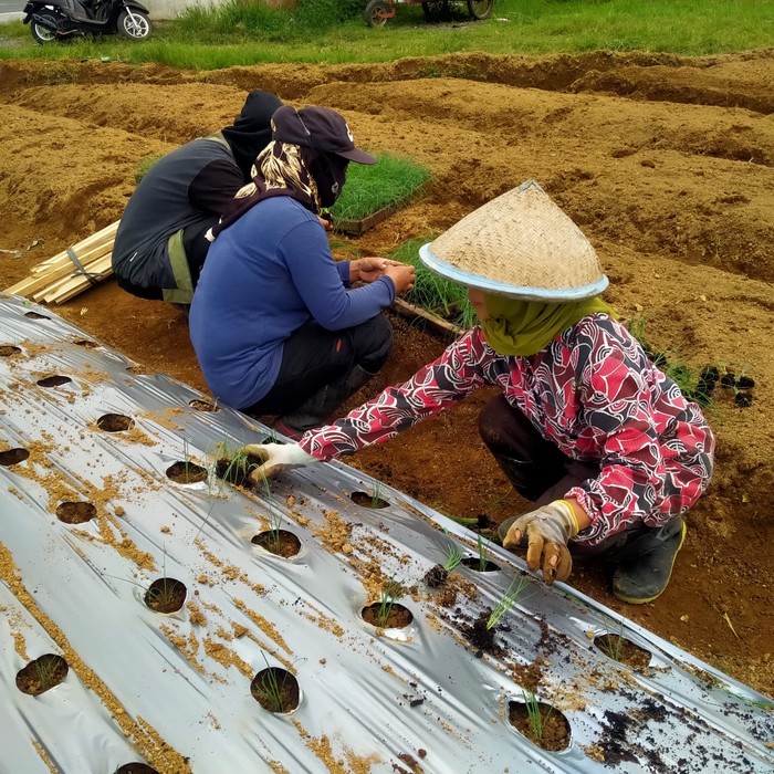 Pemkab Wonosobo-BRIN Uji Keunggulan Varietas Bawang Daun Lokal Meland-1