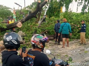 Pohon Tumbang Tutup Jalan Nasional Lamongan-Babat, Arus Dialihkan