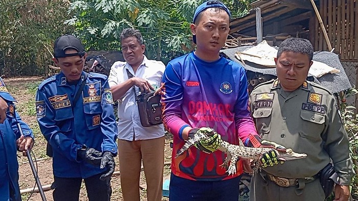 Proses evakuasi anak buaya di bak mandi rumah warga di Kuningan