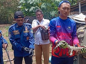 Cerita Damkar Kuningan Evakuasi Anak Buaya di Bak Mandi Rumah