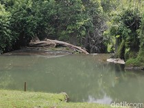 Pemkab Badung Tanam 44 Ribu Pohon Rehabilitasi 70 Hektare Lahan Kritis