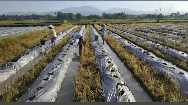 Aiptu Ngurah Rai bina petani di Jembaran, Bali