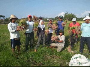 Peran Aiptu Ngurah Rai Bina Petani di Bali agar Hasil Panen Meningkat