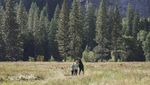 AS Shutdown Nggak Ngaruh, Yosemite Tetap Ramai Wisatawan