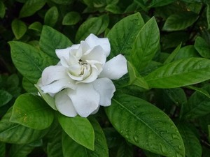 Minum Rebusan Apa untuk Meredakan Batuk dengan Cepat dan Ampuh dalam Semalam?