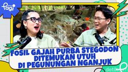 Video: Fosil Gajah Purba Stegodon Ditemukan Utuh di Pegunungan Nganjuk