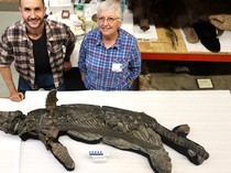 Penemuan Naga Laut Berhidung Pedang dan Bergigi Tajam, Hidup 180 Juta Tahun Lalu!