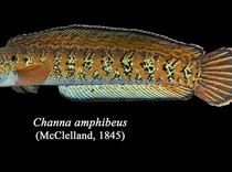 Penemuan Ikan Gabus yang Menghilang Delapan Dekade