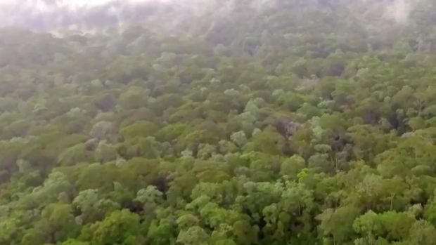 Kawasan hutan Batang Toru. (YouTube/CNN Indonesia)