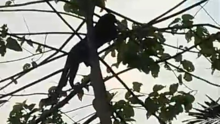 Macan kumbang turun ke permukiman warga di Sumedang.