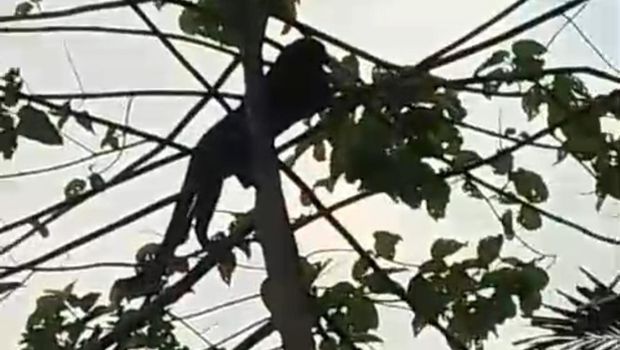 Macan kumbang turun ke permukiman warga di Sumedang. Macan kumbang turun ke permukiman warga di Sumedang.