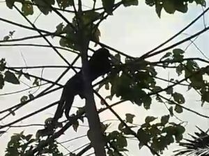 Kemunculan Macan Kumbang Gegerkan Warga Sumedang, Diduga Mangsa Ternak