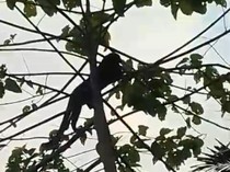 Bikin Heboh! Macan Kumbang Turun Gunung ke Permukiman Warga Sumedang