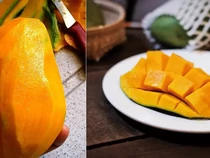 5 Fakta Mangga Harumanis Khusus yang Hanya Ditemukan di Perlis