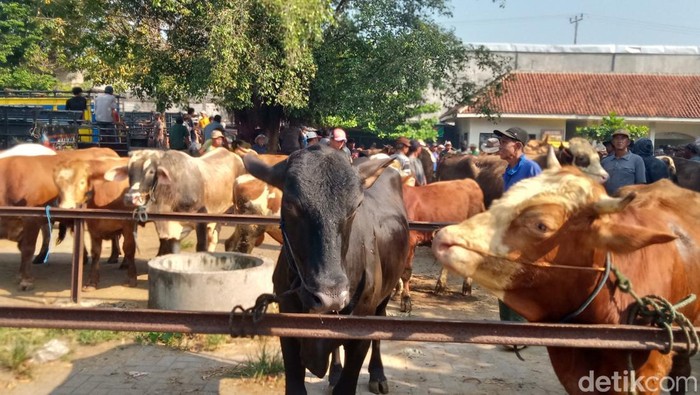 Peternak Sapi di Klaten Keluhkan Mahalnya Harga Pakan