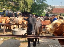 Peternak Sapi di Klaten Keluhkan Mahalnya Harga Pakan