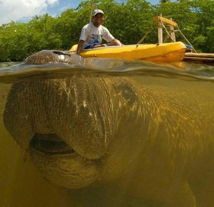Photobomb kocak