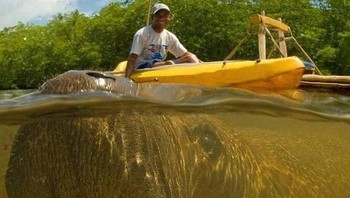 Lembu laut ingin difoto bareng. Foto: Boredpanda