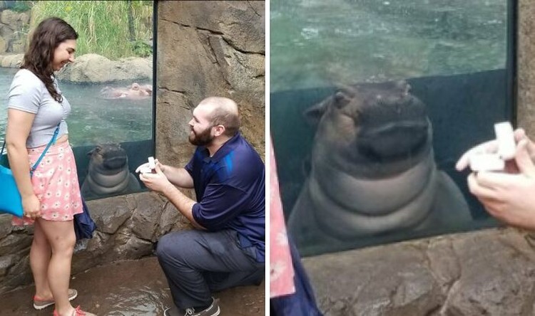 Photobomb kocak