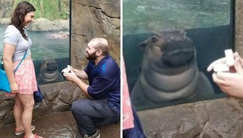 Foto Bayi Kuda Nil jadi saksi Foto Pertunangan Pasangan Ini Foto: Boredpanda