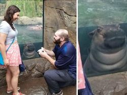 Deretan Photobomb Lucu yang Bikin Ngakak Guling-guling!