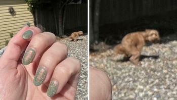 Ketika najing mengacaukan foto kuku. Foto: Boredpanda