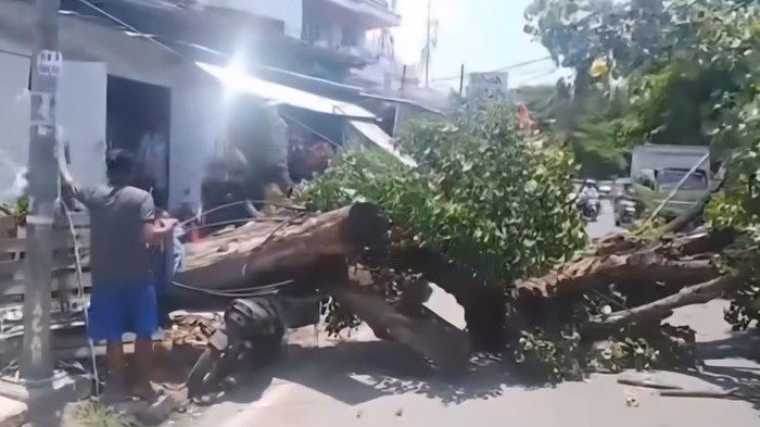 Pohon Tumbang Timpa Motor di Jalan Sunu Makassar