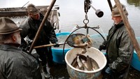 Tradisi penangkapan ikan mas di Trebon menjadi daya tarik wisata sekaligus warisan budaya yang terus dilestarikan warga setempat. REUTERS/David W Cerny