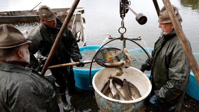 Tradisi Panen Ikan Mas Warnai Musim Gugur Ceko Fishermen set out to begin the traditional carp haul near the town of Trebon, Czech Republic, October 17, 2025. REUTERS/David W Cerny