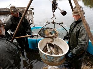 Tradisi Panen Ikan Mas Warnai Musim Gugur Ceko